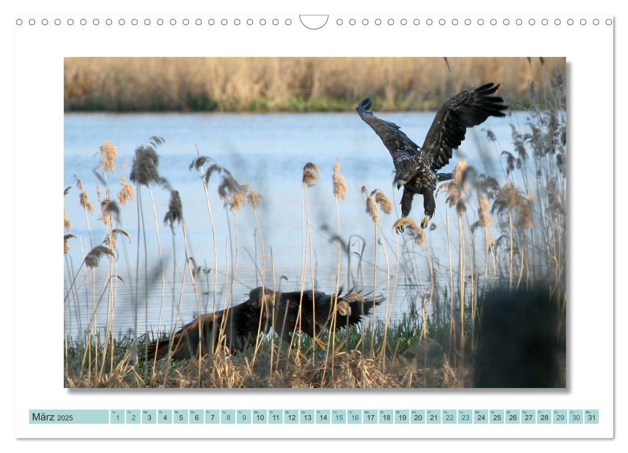 Bild: 9783435535842 | Augenblicke im Müritz Nationalpark (Wandkalender 2025 DIN A3 quer),...