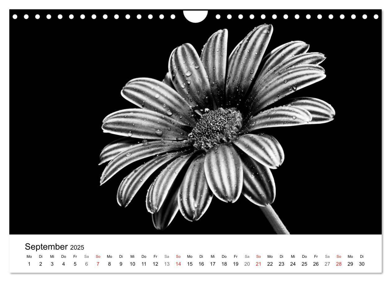 Bild: 9783435643356 | Blumen 2025, Schwarz-Weiß (Wandkalender 2025 DIN A4 quer), CALVENDO...