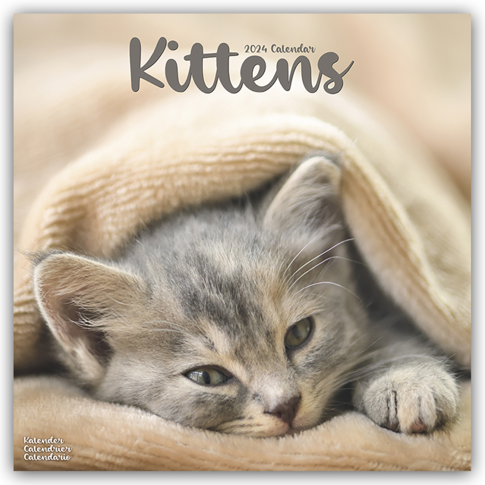 Cover: 9781804601457 | Kittens - Kätzchen 2024 - 16-Monatskalender | Avonside Publishing Ltd