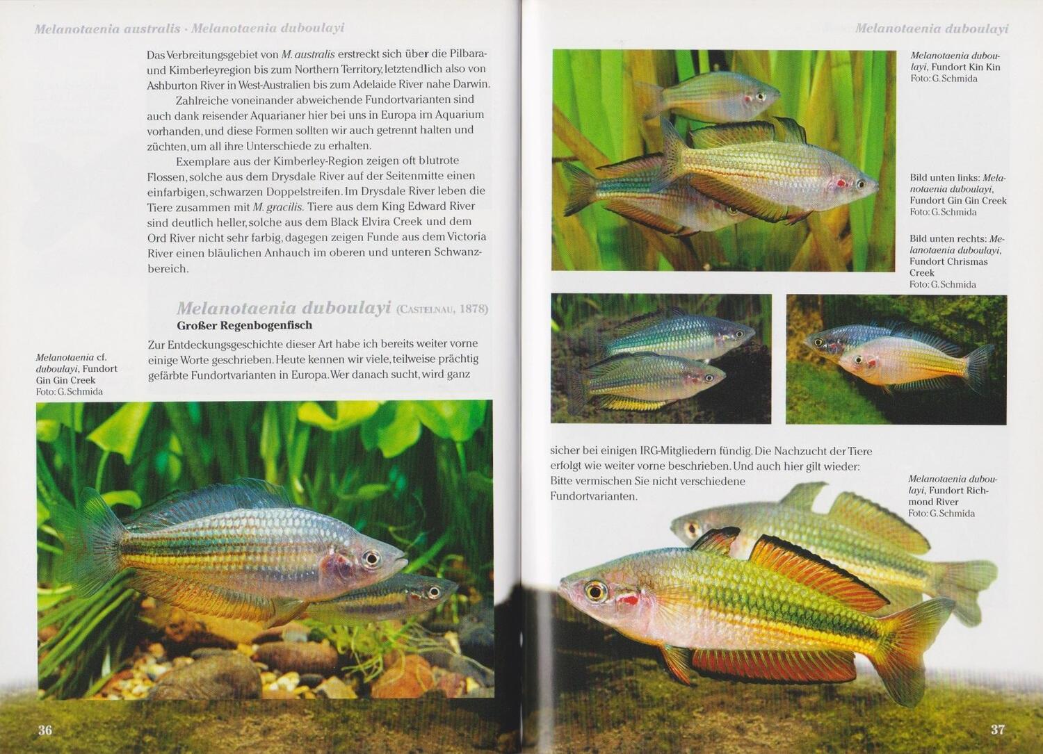 Bild: 9783866591547 | Regenbogenfische | Die Gattung Melanotaenia | Heinrich Gewinner | Buch