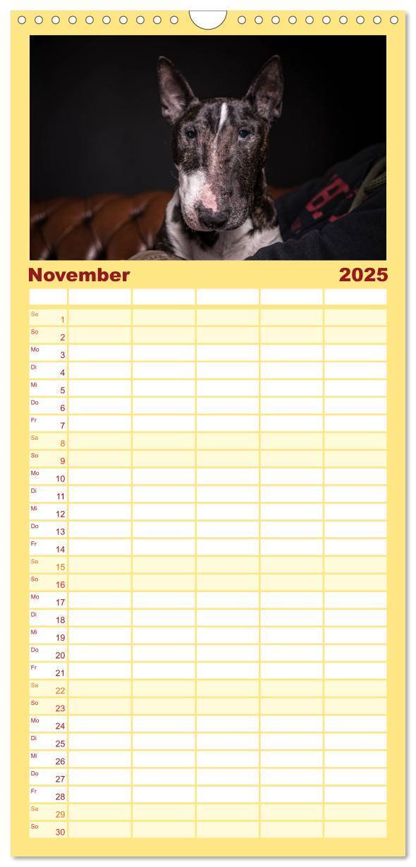 Bild: 9783457123768 | Familienplaner 2025 - Bullterrier mit 5 Spalten (Wandkalender, 21 x...