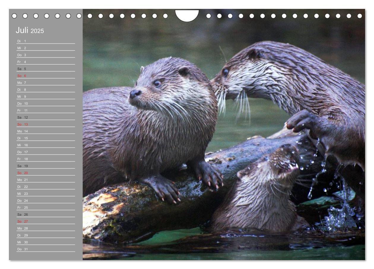 Bild: 9783435549931 | Otter. Frech, laut und clever (Wandkalender 2025 DIN A4 quer),...