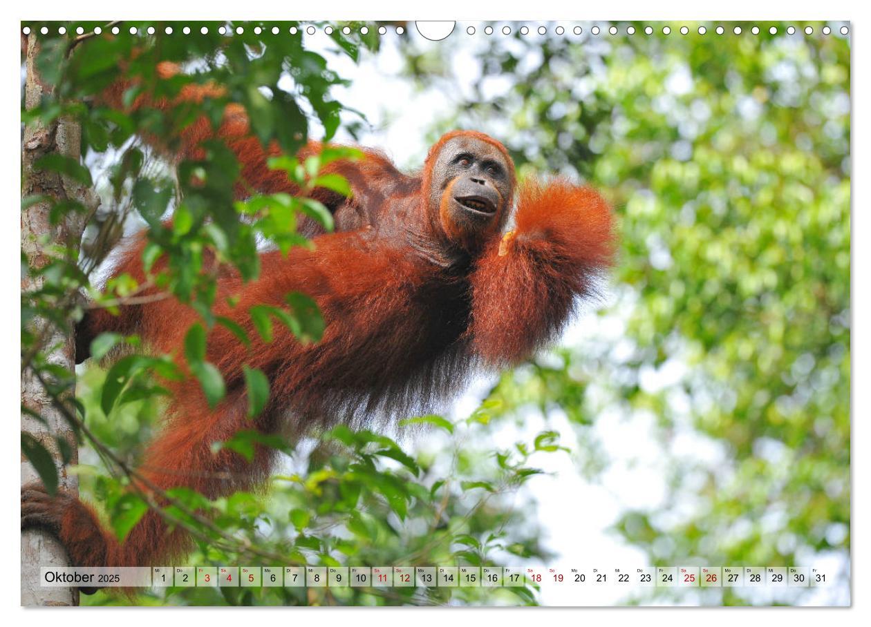 Bild: 9783435227655 | Orang Utans: Zu Besuch im Regenwald (Wandkalender 2025 DIN A3...