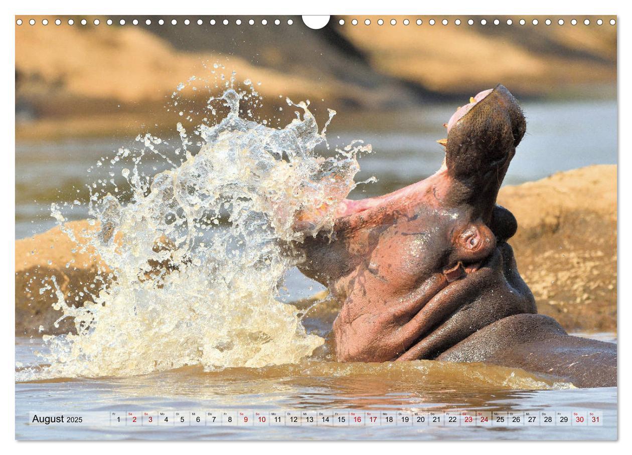 Bild: 9783435229482 | Faszination Afrika: Flusspferde (Wandkalender 2025 DIN A3 quer),...