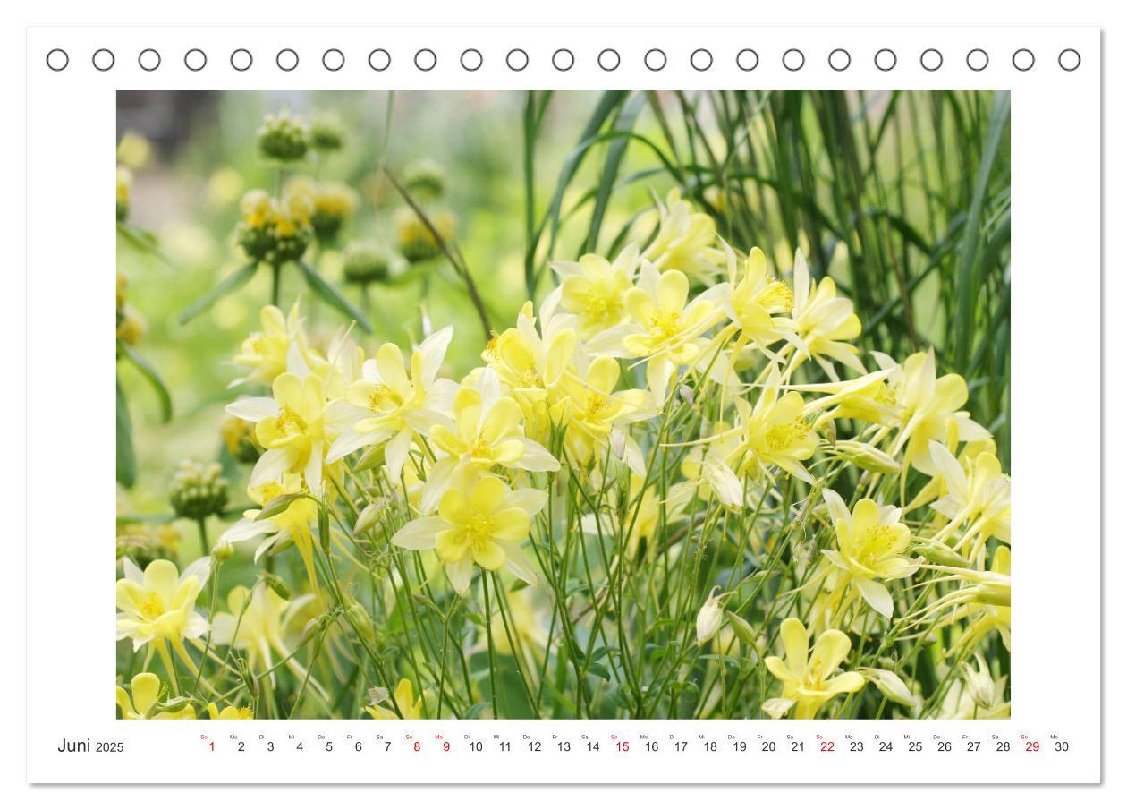 Bild: 9783435329168 | Akeleien im Garten (Tischkalender 2025 DIN A5 quer), CALVENDO...