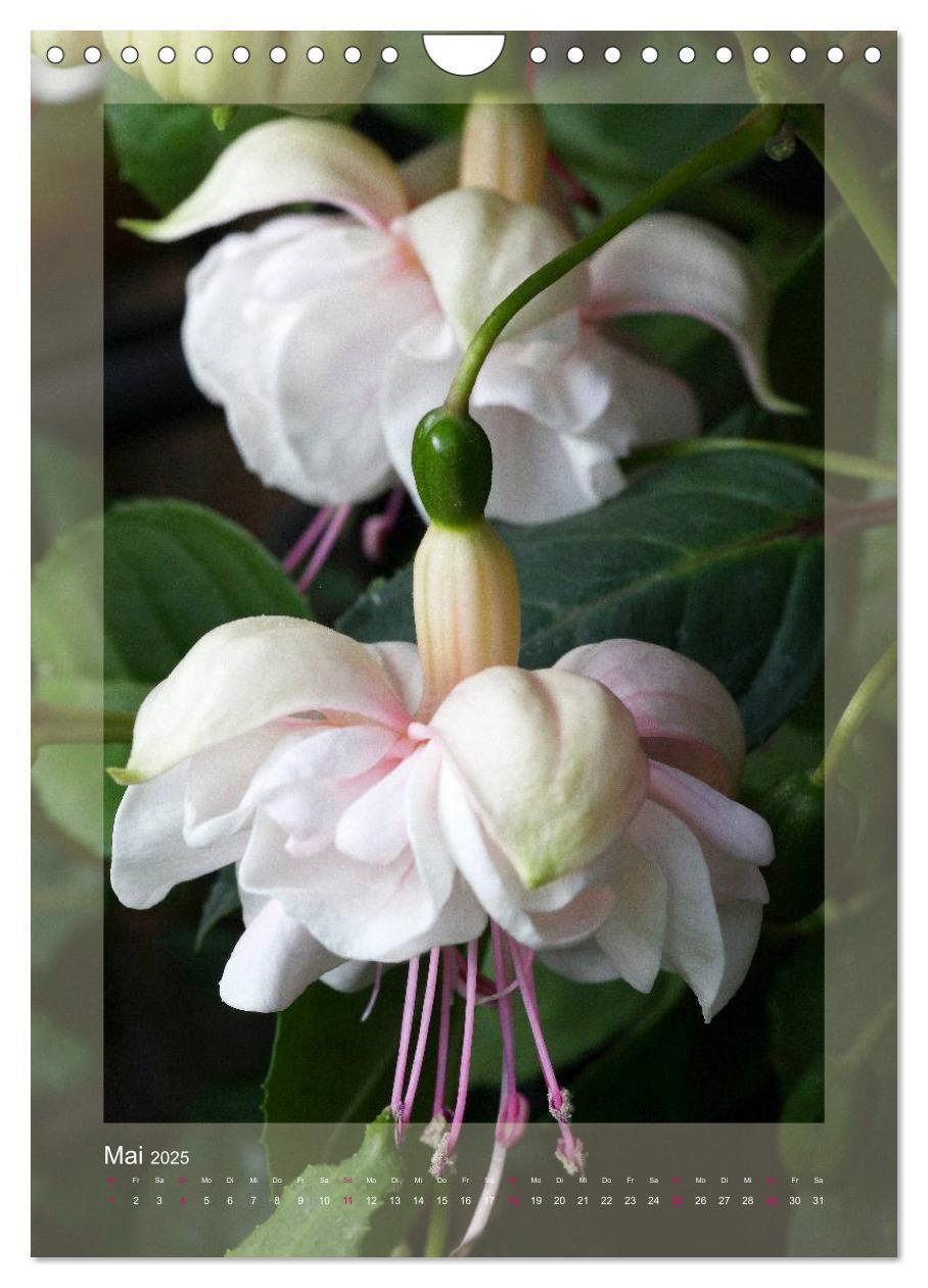 Bild: 9783457050545 | Faszinierende Fuchsien (Wandkalender 2025 DIN A4 hoch), CALVENDO...