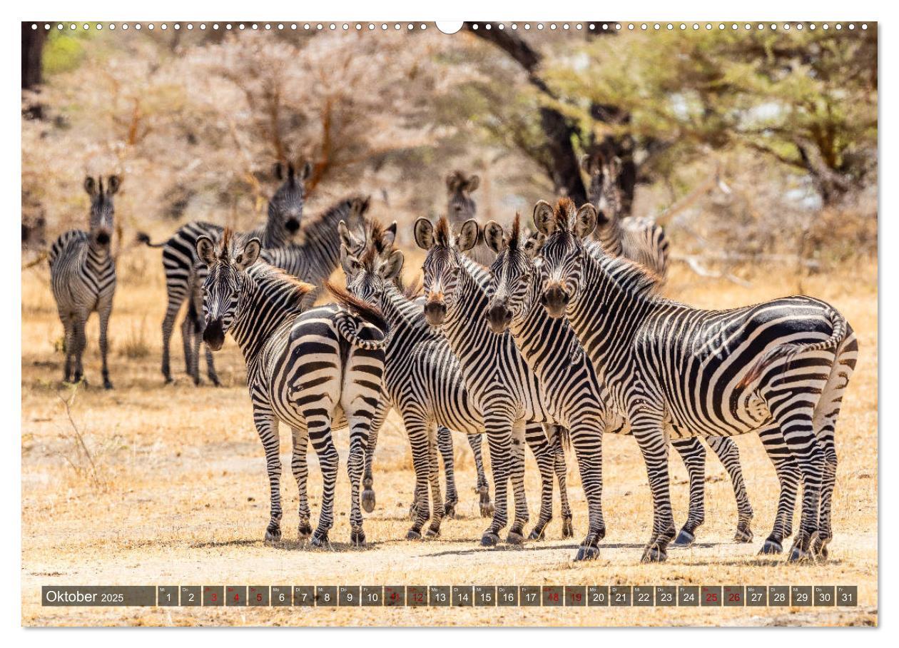 Bild: 9783435423613 | Safari in Tansania (Wandkalender 2025 DIN A2 quer), CALVENDO...