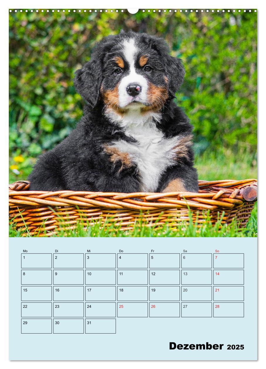 Bild: 9783435958672 | Familienplaner Berner Sennenhund Welpen (Wandkalender 2025 DIN A2...