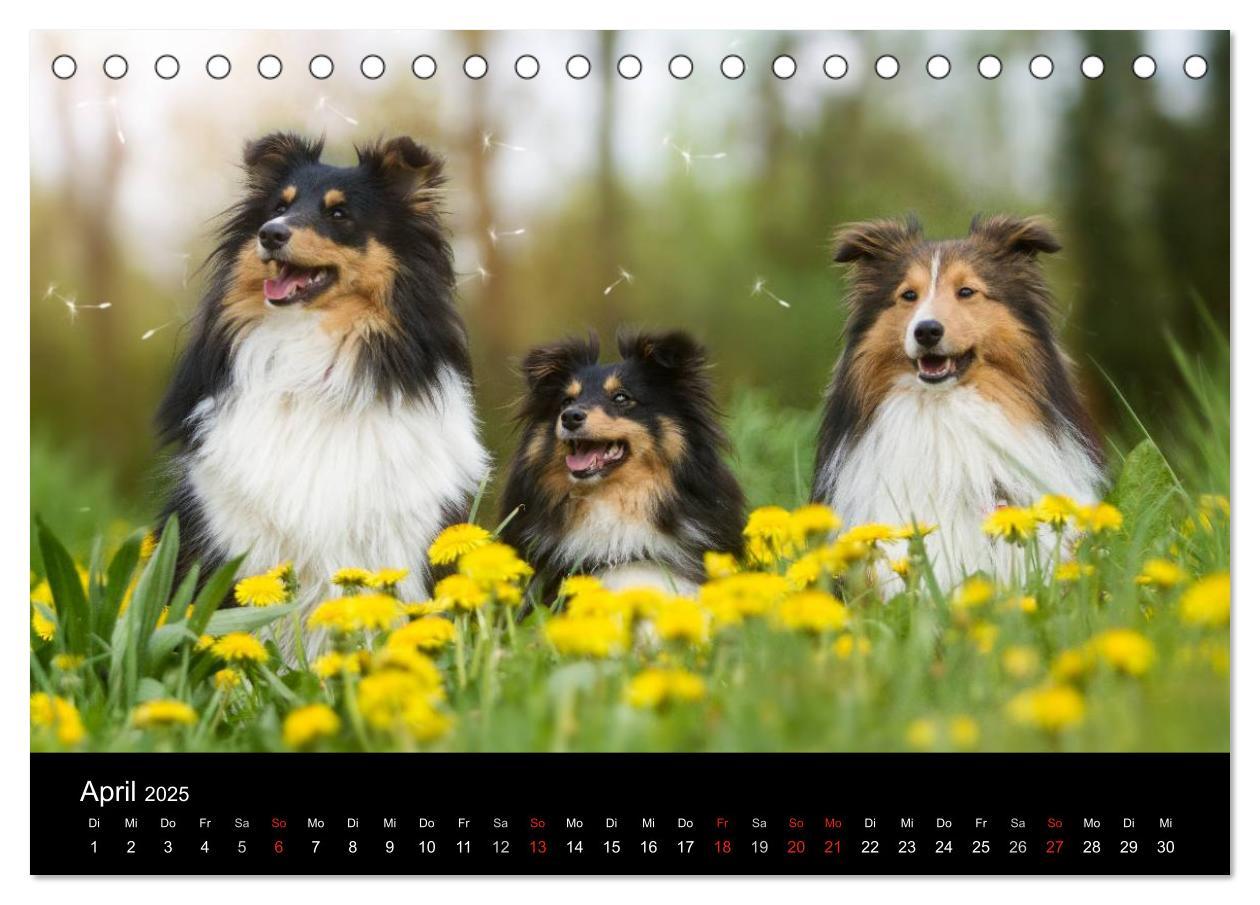 Bild: 9783435598021 | Wir lieben Shelties (Tischkalender 2025 DIN A5 quer), CALVENDO...