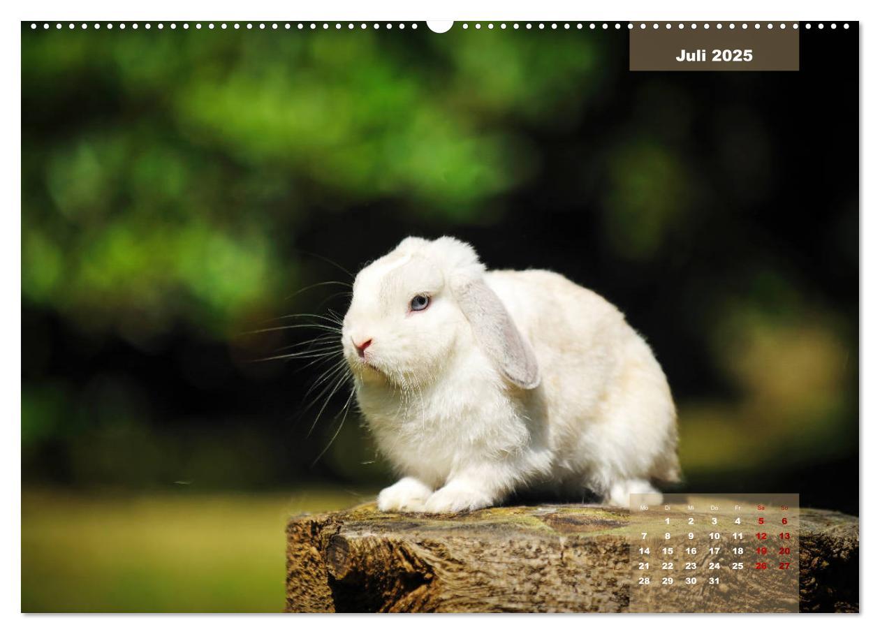 Bild: 9783435340866 | Kaninchen klein und putzig (Wandkalender 2025 DIN A2 quer),...