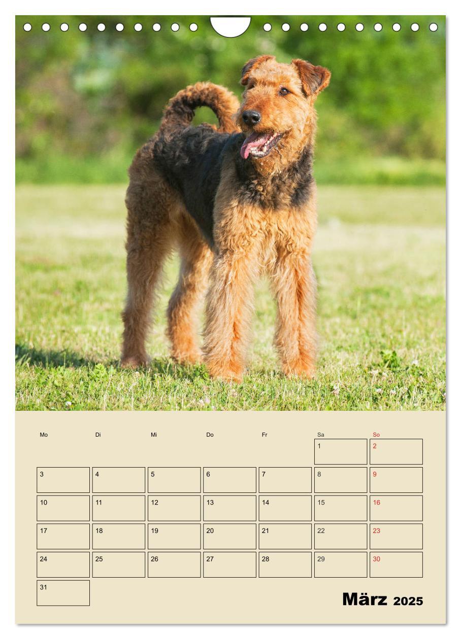 Bild: 9783435960866 | Airedale Terrier - Temperament auf 4 Pfoten (Wandkalender 2025 DIN...