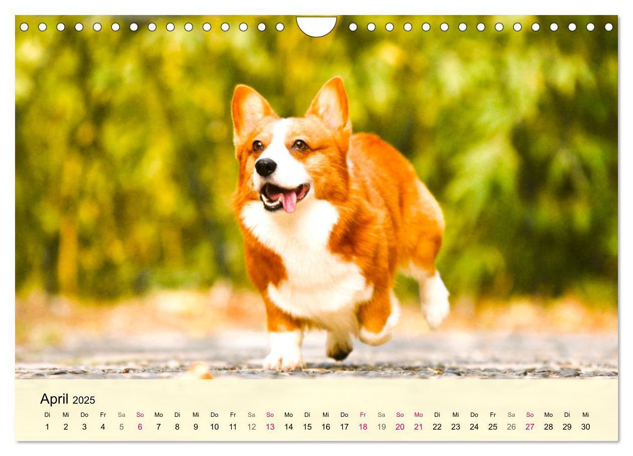 Bild: 9783435020119 | Welsh Corgi. Zauberhafter Dickkopf auf kurzen Beinen (Wandkalender...