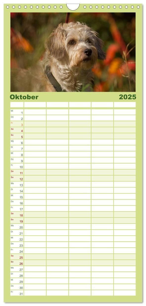 Bild: 9783457120217 | Familienplaner 2025 - Faszination Hund mit 5 Spalten (Wandkalender,...