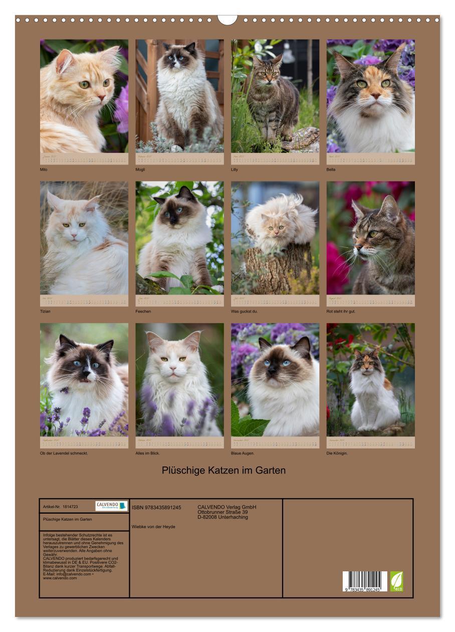 Bild: 9783435891245 | Plüschige Katzen im Garten (Wandkalender 2025 DIN A2 hoch),...