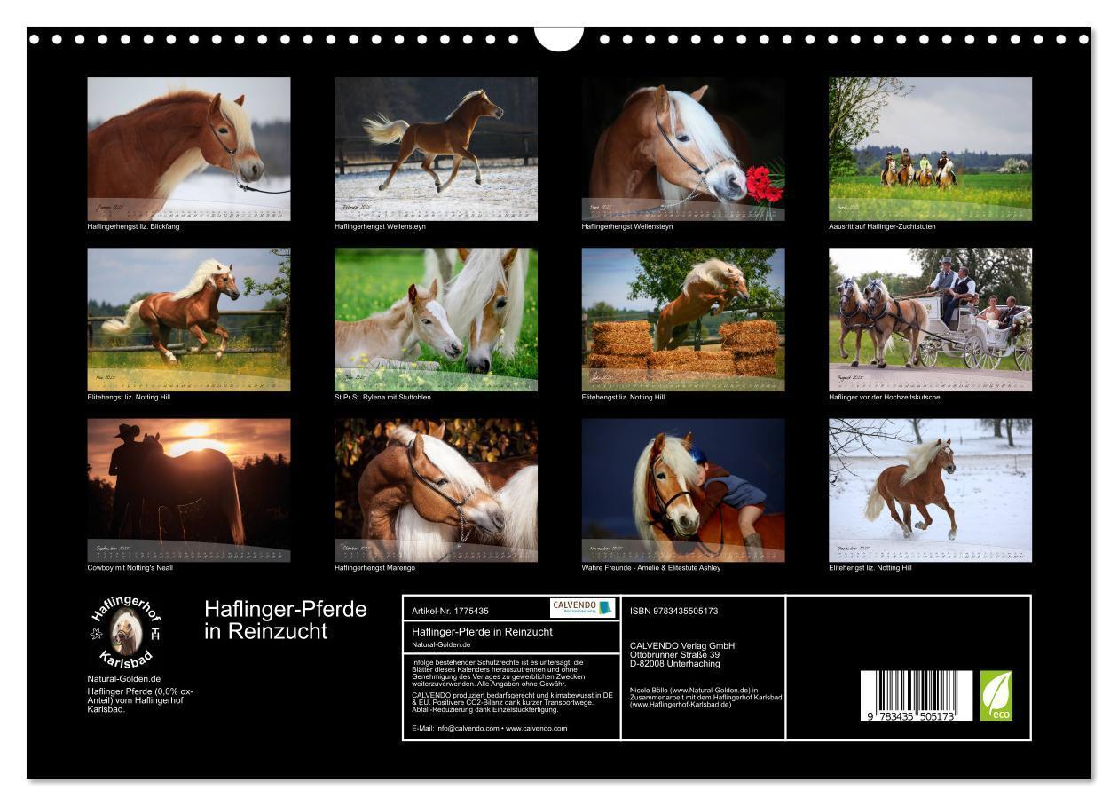 Bild: 9783435505173 | Haflinger-Pferde in Reinzucht (Wandkalender 2025 DIN A3 quer),...