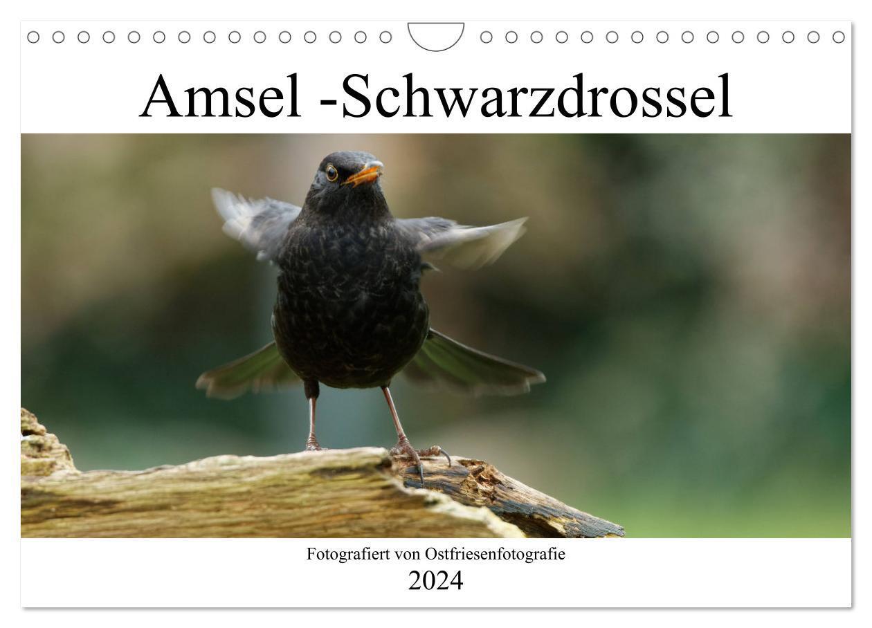 Cover: 9783675984066 | Amsel - Schwarzdrossel fotografiert von Ostfriesenfotografie...