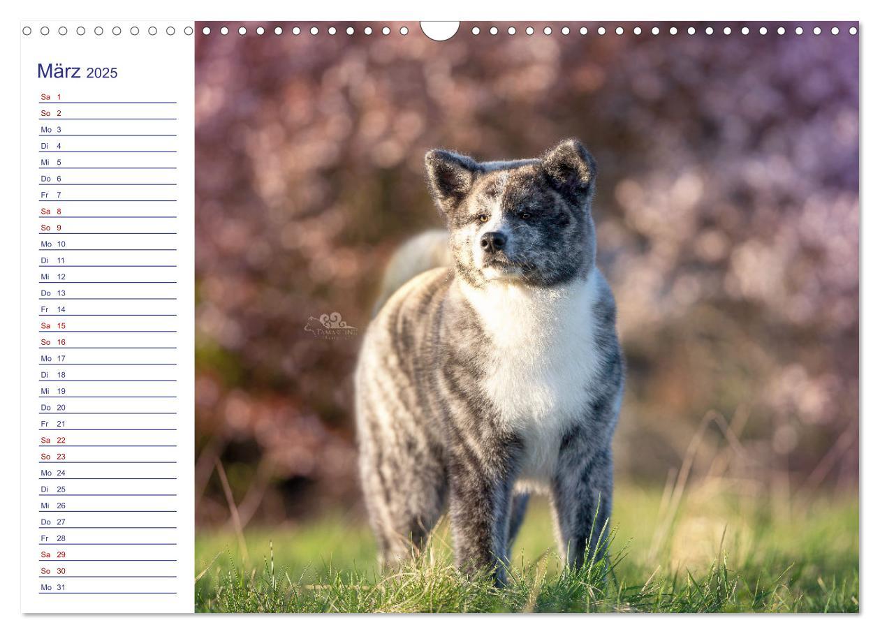 Bild: 9783435101900 | Japans Seelenhunde (Wandkalender 2025 DIN A3 quer), CALVENDO...