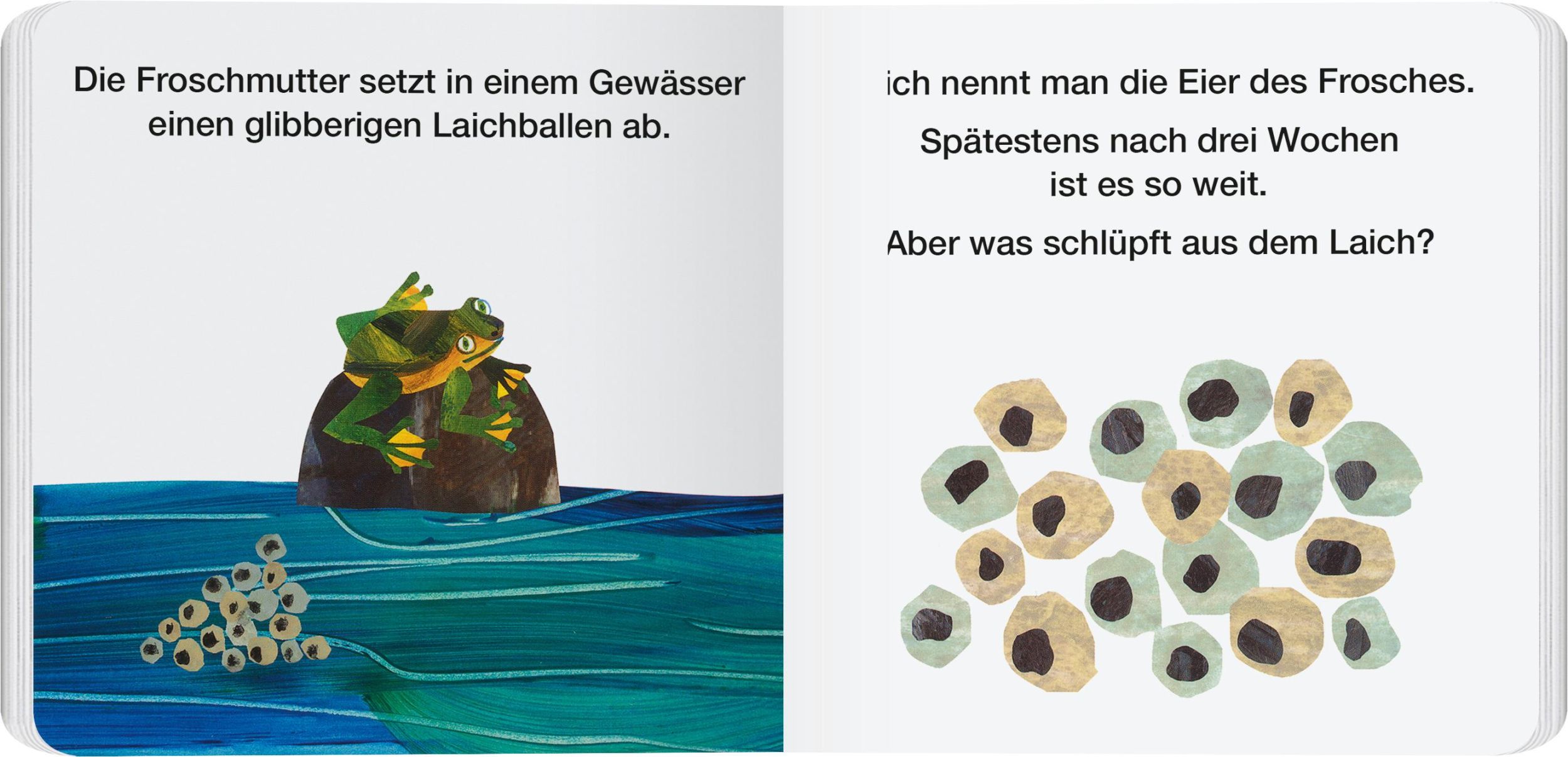 Bild: 9783836962995 | Von der Kaulquappe zum Frosch | Eric Carle | Buch | 12 S. | Deutsch