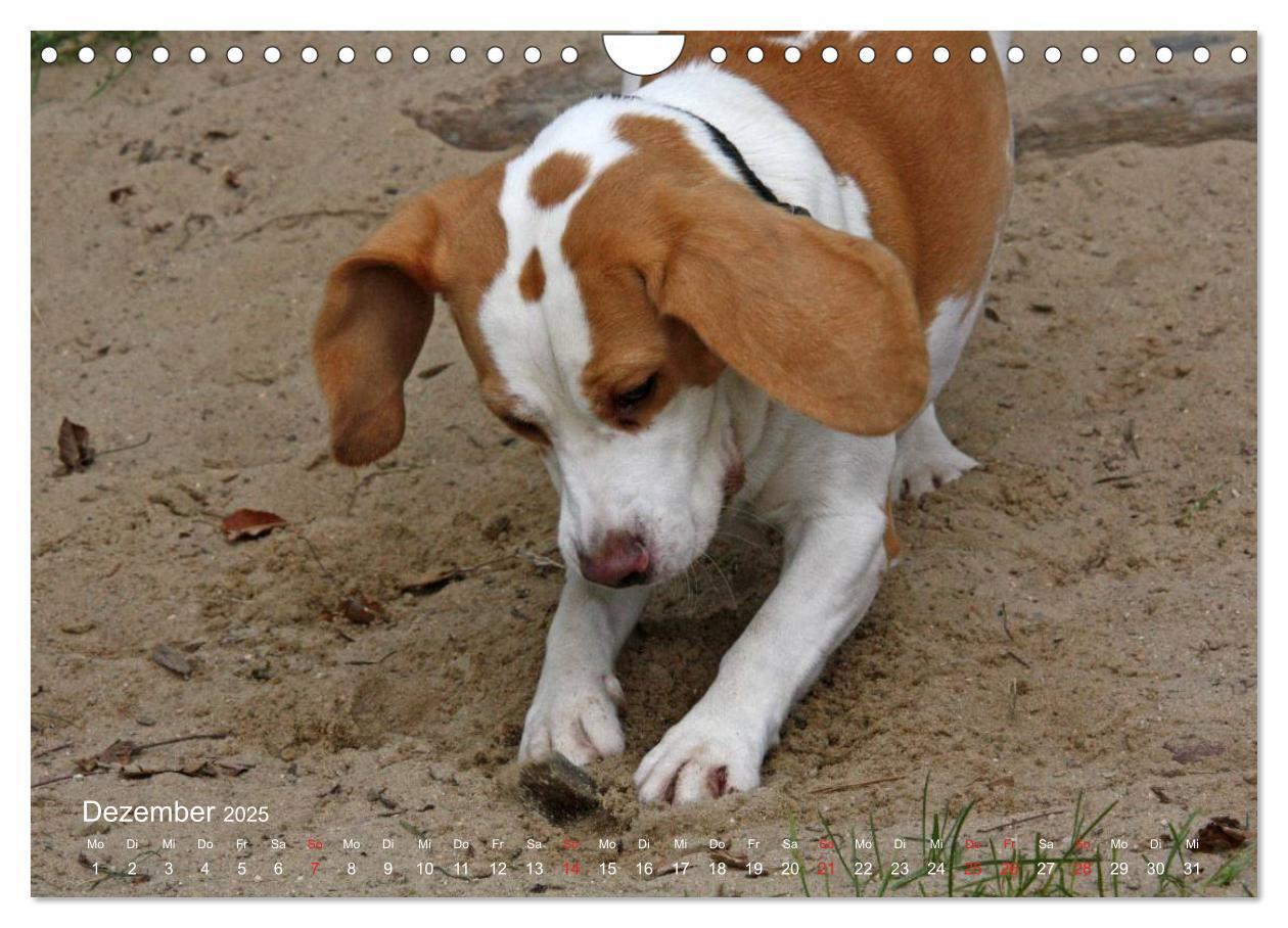 Bild: 9783435746859 | Beagle (Wandkalender 2025 DIN A4 quer), CALVENDO Monatskalender | Berg