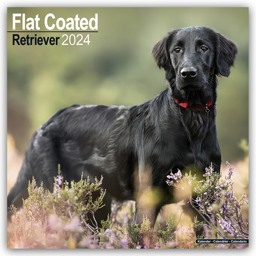 Cover: 9781804600436 | Flat-Coated Retriever 2024 - 16-Monatskalender | Ltd. | Kalender