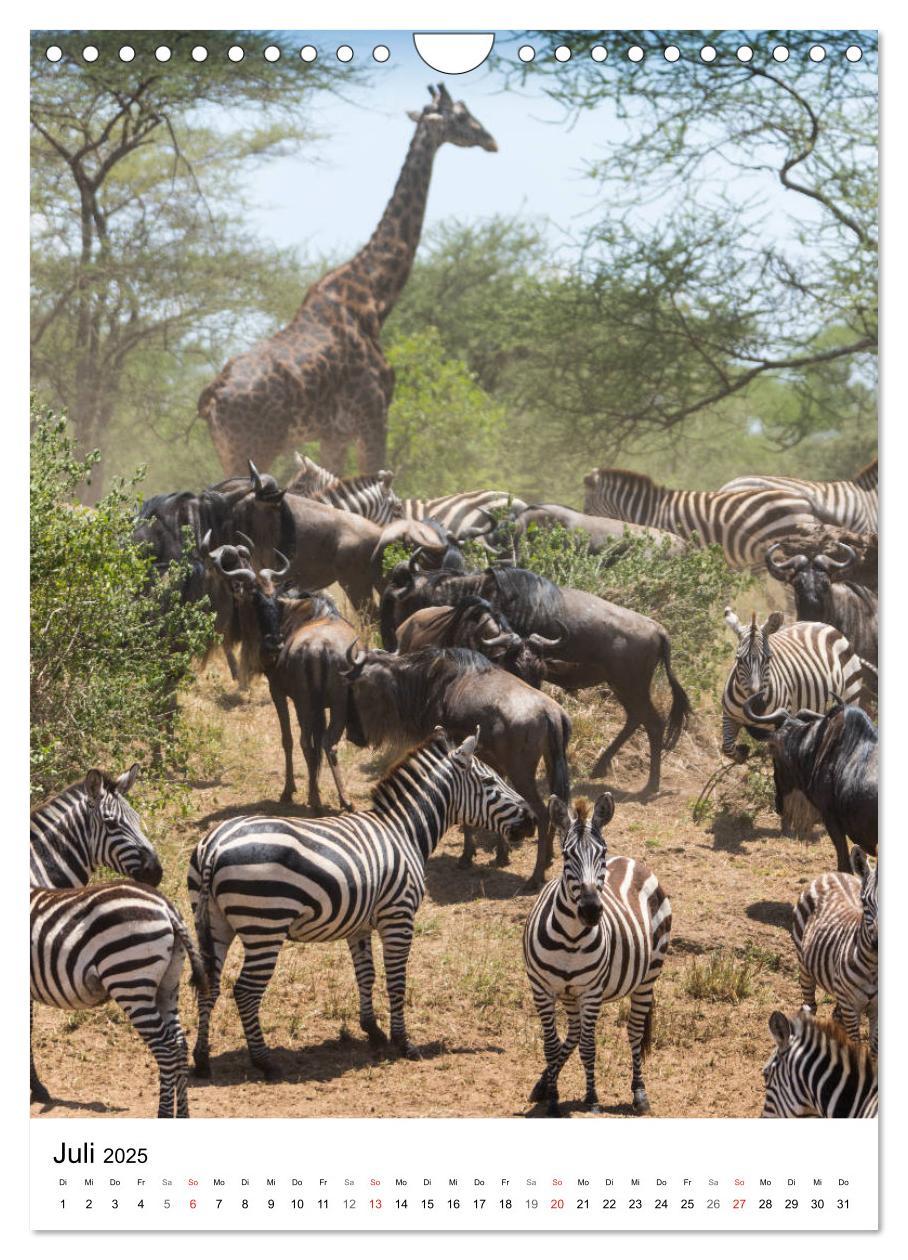 Bild: 9783435954438 | Serengeti Pur - Tansania (Wandkalender 2025 DIN A4 hoch), CALVENDO...