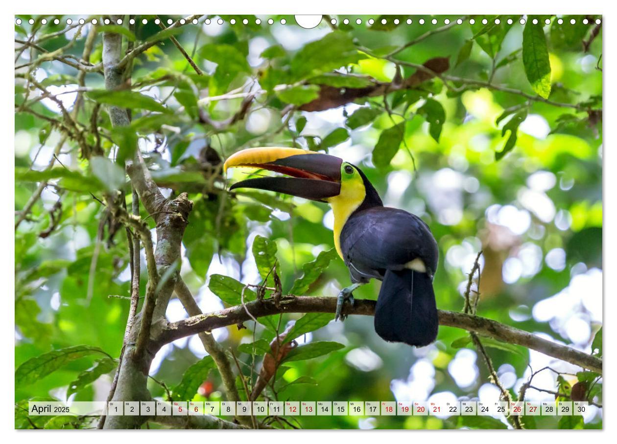 Bild: 9783383949401 | Costa Rica - Tierwelt und Landschaften (Wandkalender 2025 DIN A3...