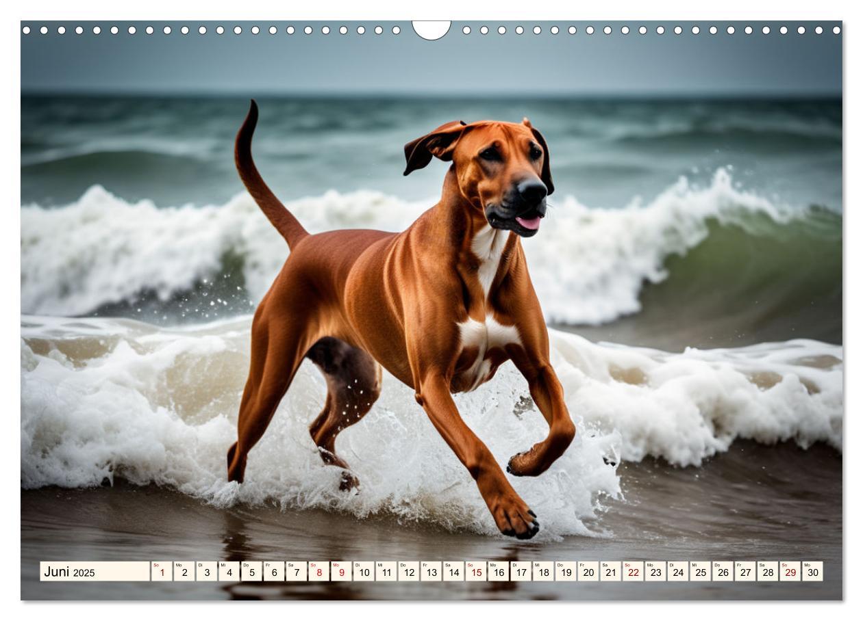 Bild: 9783457146064 | Rhodesian Ridgeback - Athlet mit Rückenkamm (Wandkalender 2025 DIN...