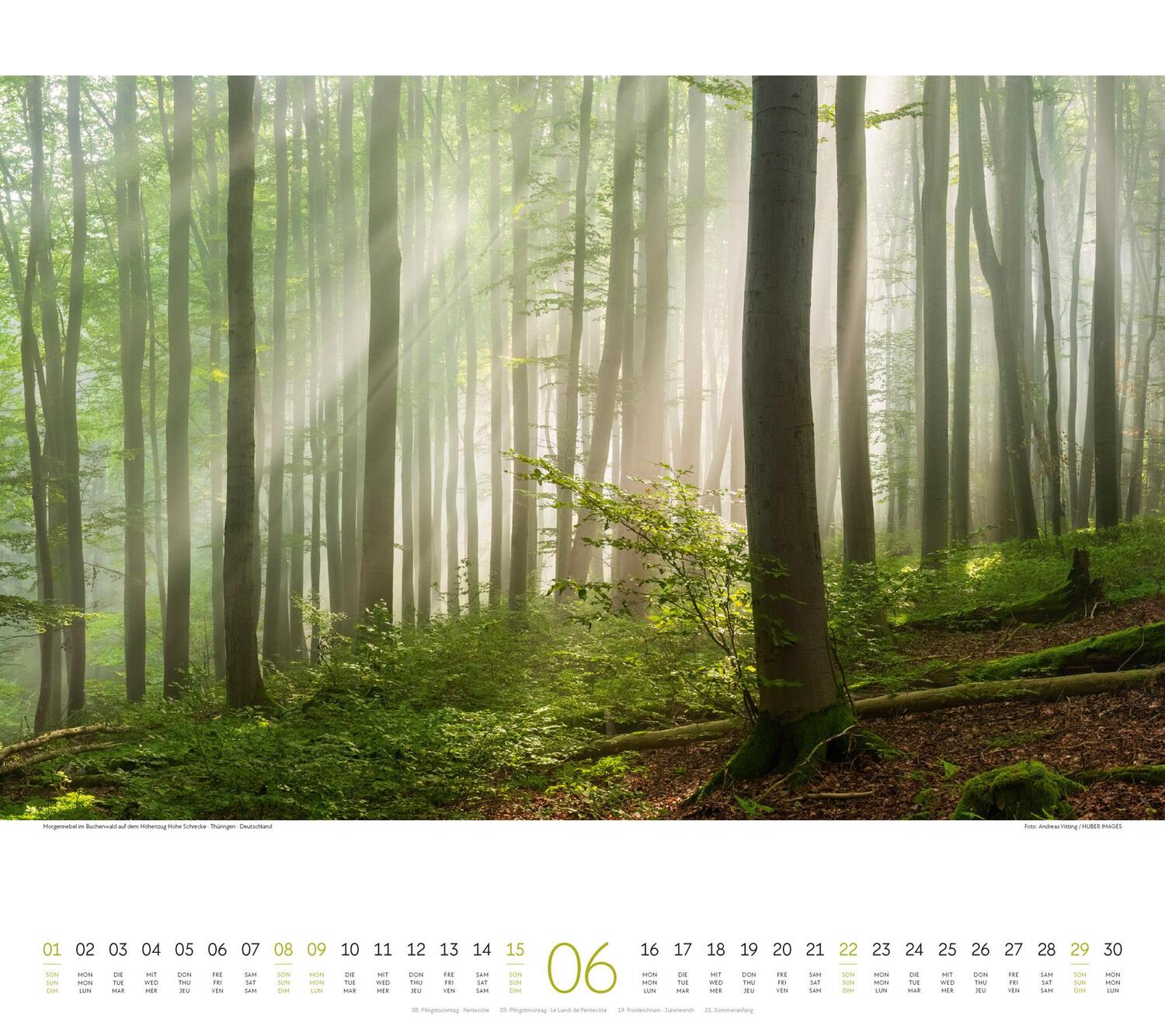 Bild: 9783838425221 | Wald Kalender 2025 | Ackermann Kunstverlag | Kalender | Spiralbindung