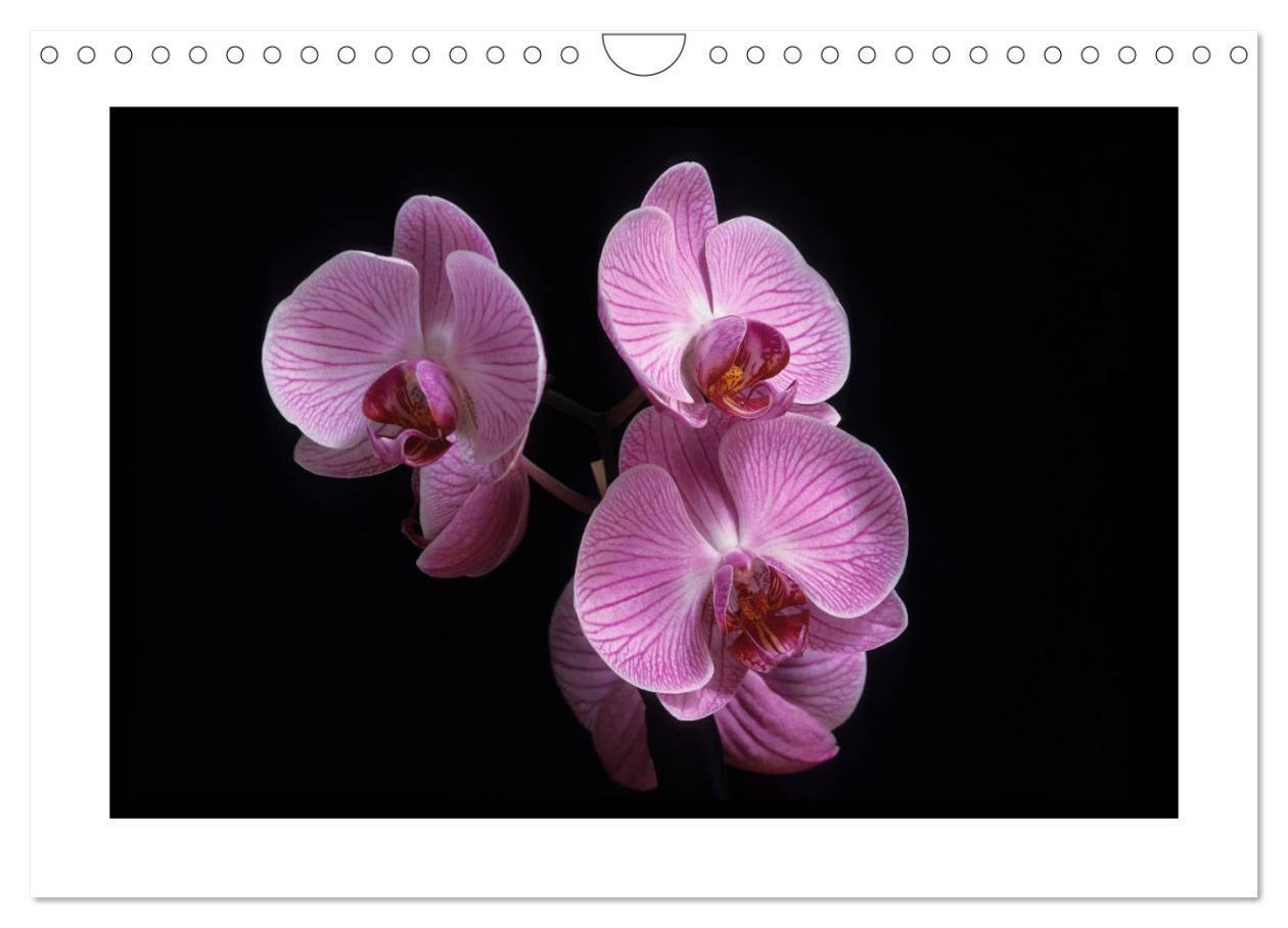 Bild: 9783435820474 | Orchideen 2025 (Wandkalender 2025 DIN A4 quer), CALVENDO...