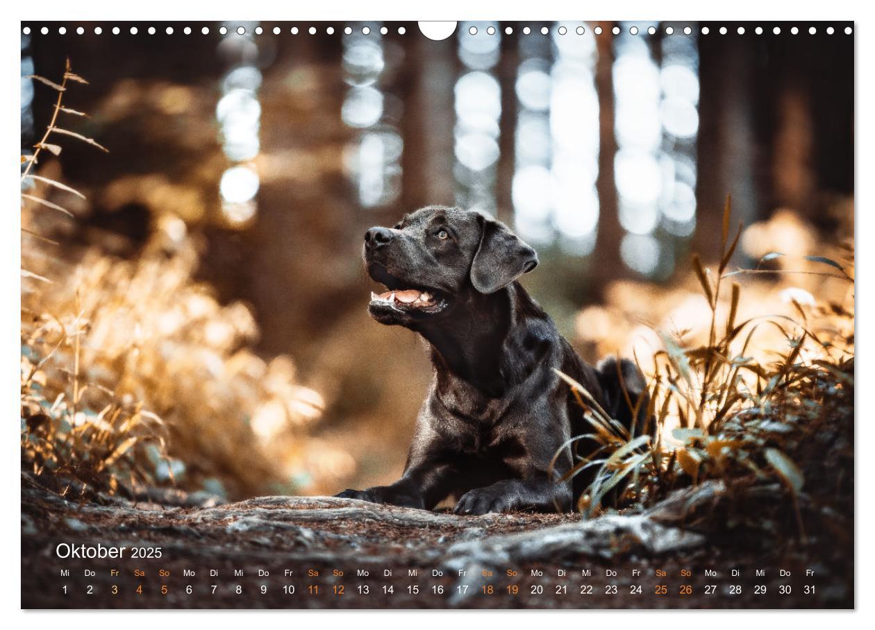 Bild: 9783435018505 | Verzauberung Labrador Retriever 2025 (Wandkalender 2025 DIN A3...