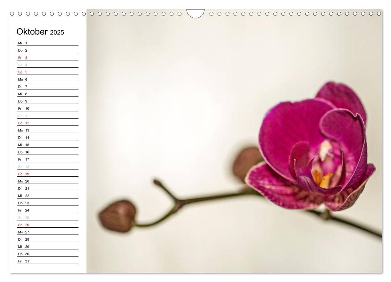 Bild: 9783435553303 | Blütenzauber Orchideen (Wandkalender 2025 DIN A3 quer), CALVENDO...