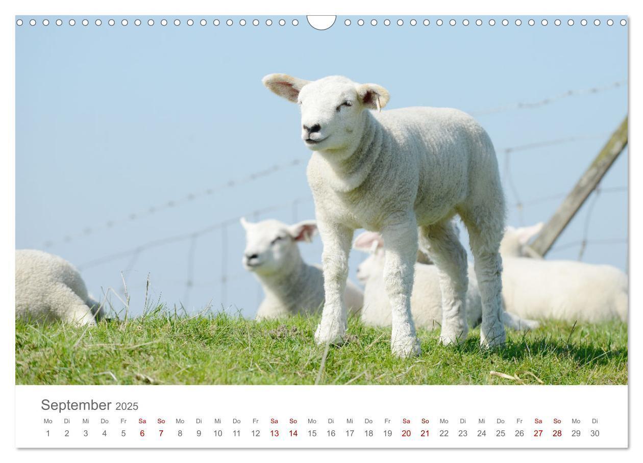 Bild: 9783435052370 | Lämmer auf dem Deich (Wandkalender 2025 DIN A3 quer), CALVENDO...