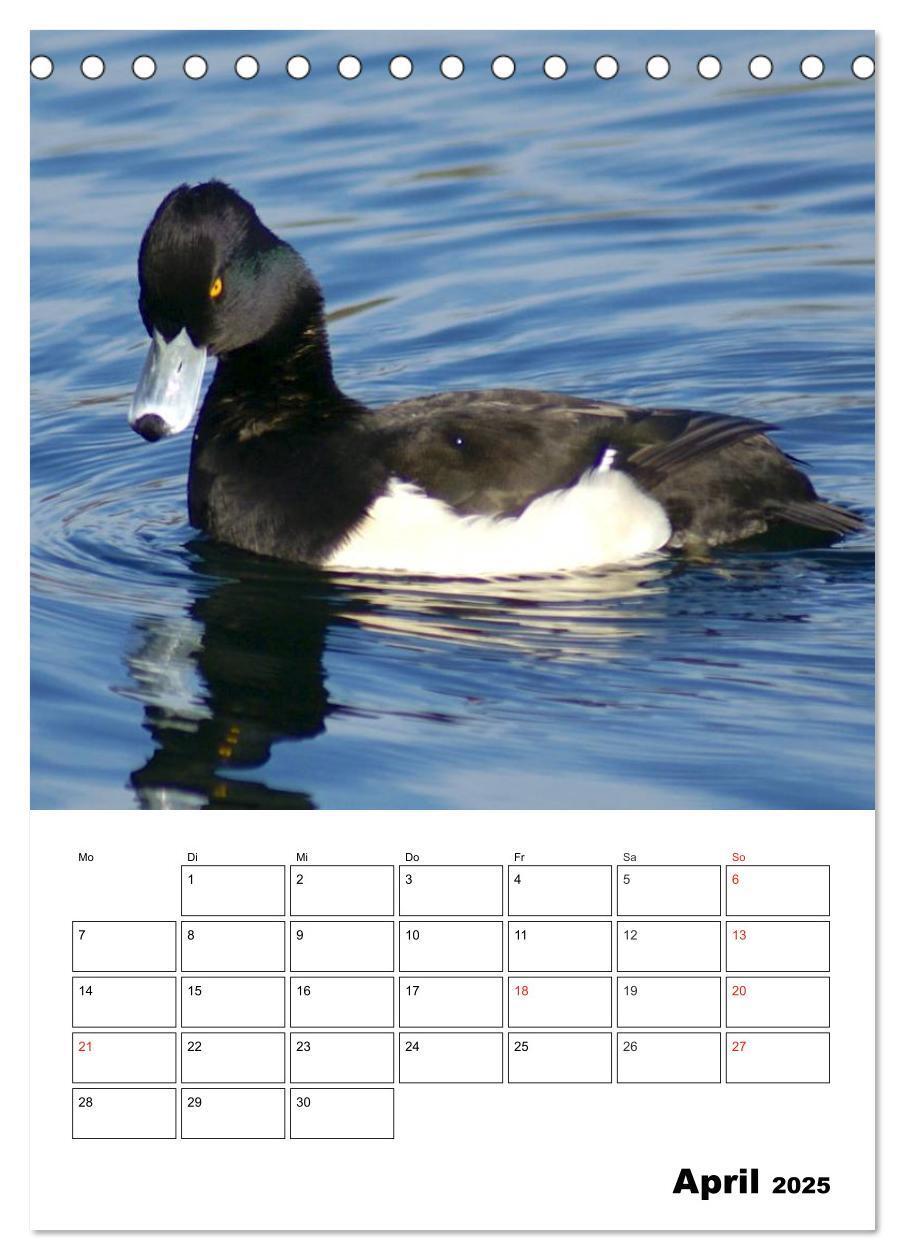 Bild: 9783457000076 | Liebenswerte Enten (Tischkalender 2025 DIN A5 hoch), CALVENDO...