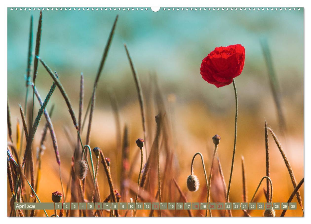 Bild: 9783435287420 | Mohnblumen - Fotografie mit Magie (Wandkalender 2025 DIN A2 quer),...