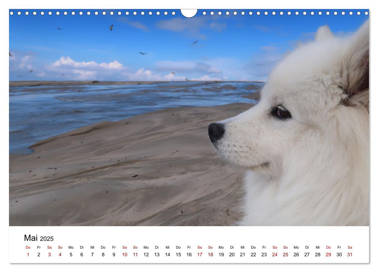 Bild: 9783435016099 | Ein Samojede am Meer (Wandkalender 2025 DIN A3 quer), CALVENDO...