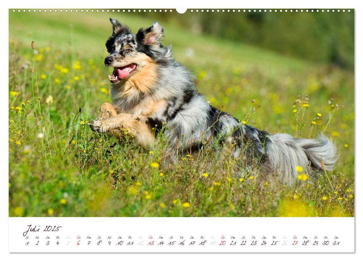 Bild: 9783435808779 | Wunderbare Australian Shepherds (Wandkalender 2025 DIN A2 quer),...