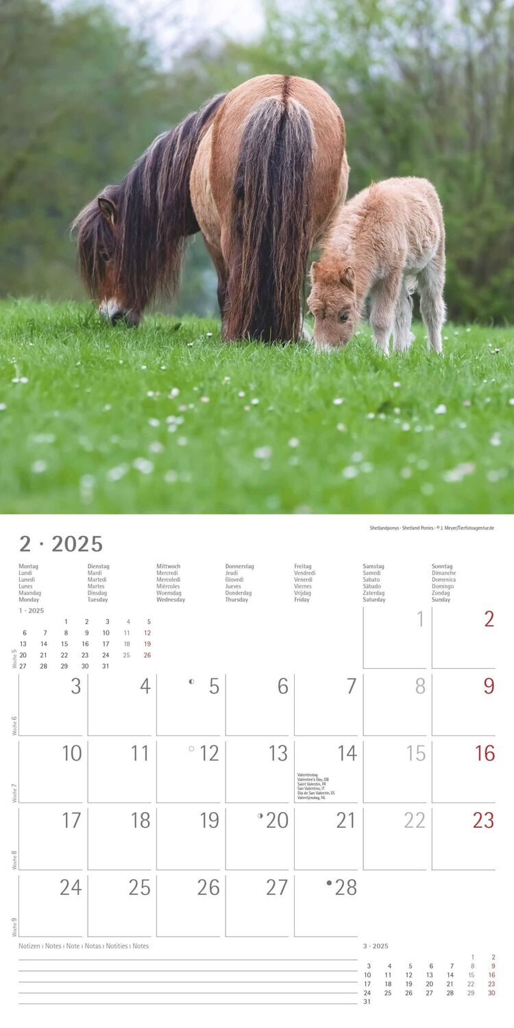 Bild: 4251732343040 | Ponys 2025 - Broschürenkalender 30x30 cm (30x60 geöffnet) -...