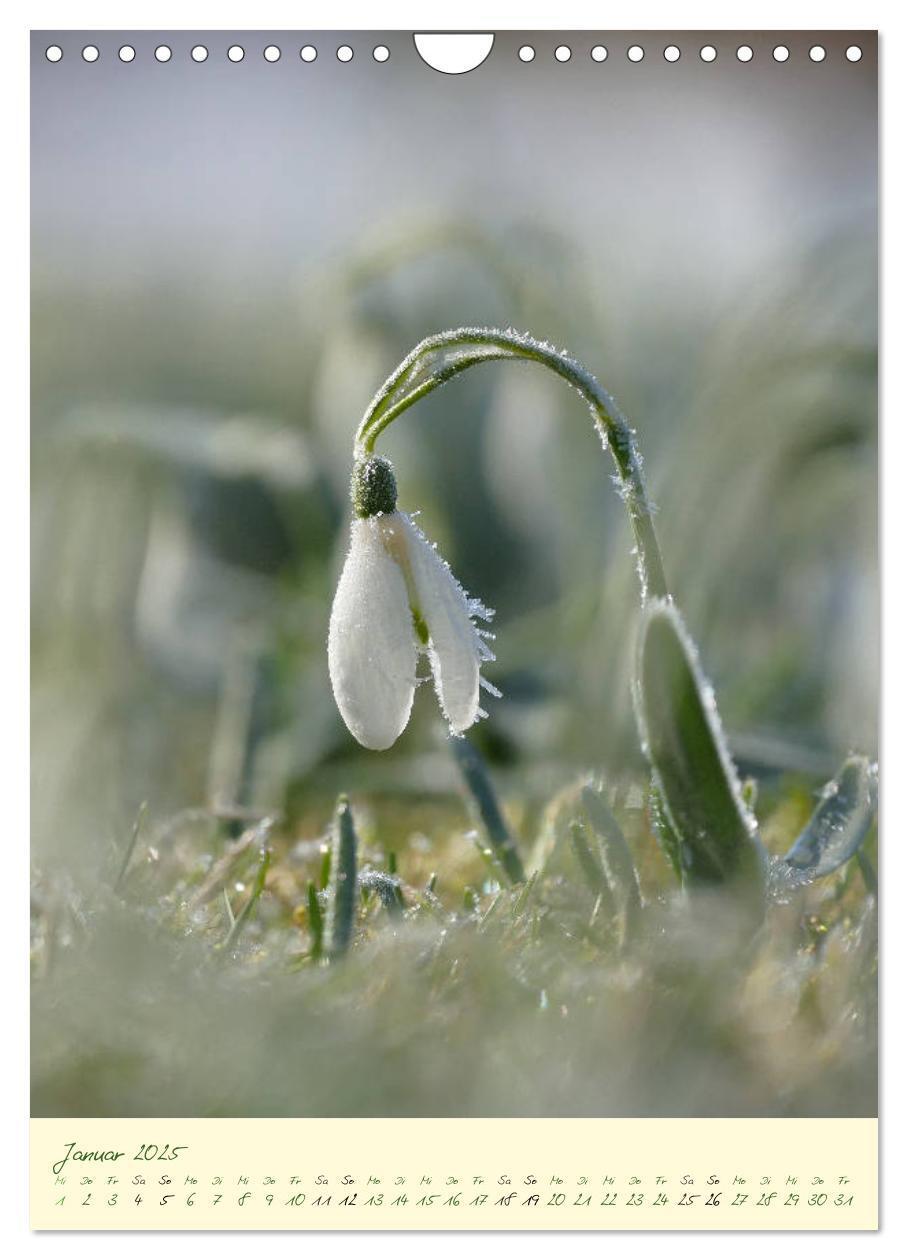 Bild: 9783435936953 | Blütenzauber im Garten (Wandkalender 2025 DIN A4 hoch), CALVENDO...