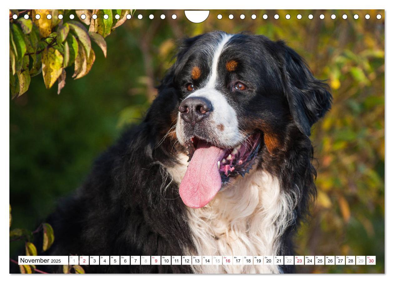 Bild: 9783435315727 | Ein Herz auf 4 Pfoten - Berner Sennenhund (Wandkalender 2025 DIN A4...