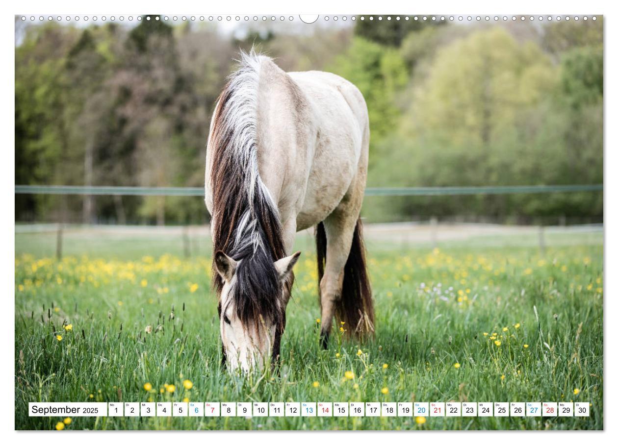 Bild: 9783435171699 | Durch das Jahr mit dem Connemara Pony Holly (Wandkalender 2025 DIN...