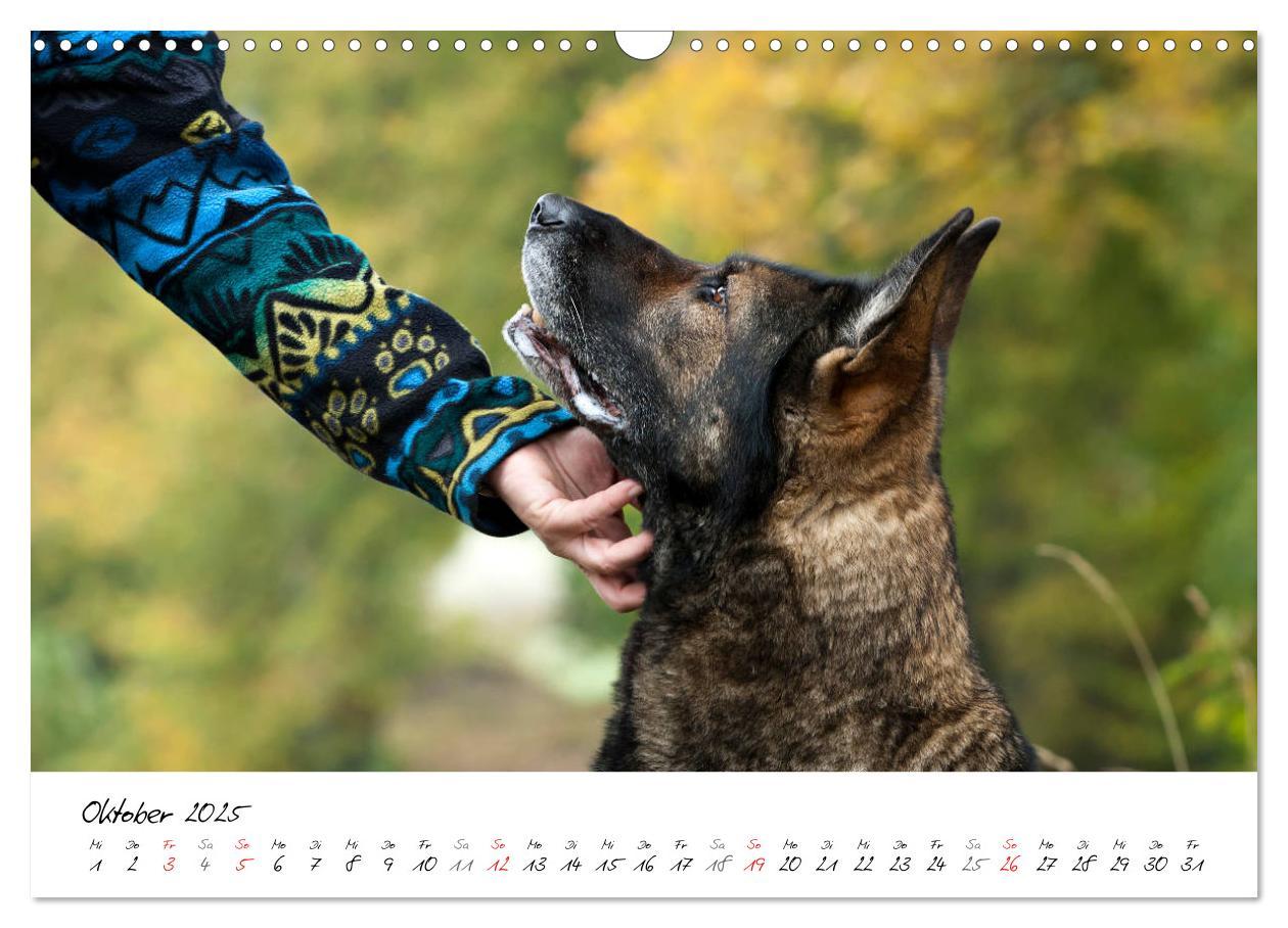 Bild: 9783435713554 | Der graue Deutsche Schäferhund (Wandkalender 2025 DIN A3 quer),...