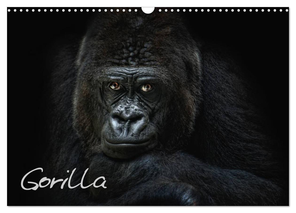Cover: 9783675478220 | Gorilla (Wandkalender 2024 DIN A3 quer), CALVENDO Monatskalender