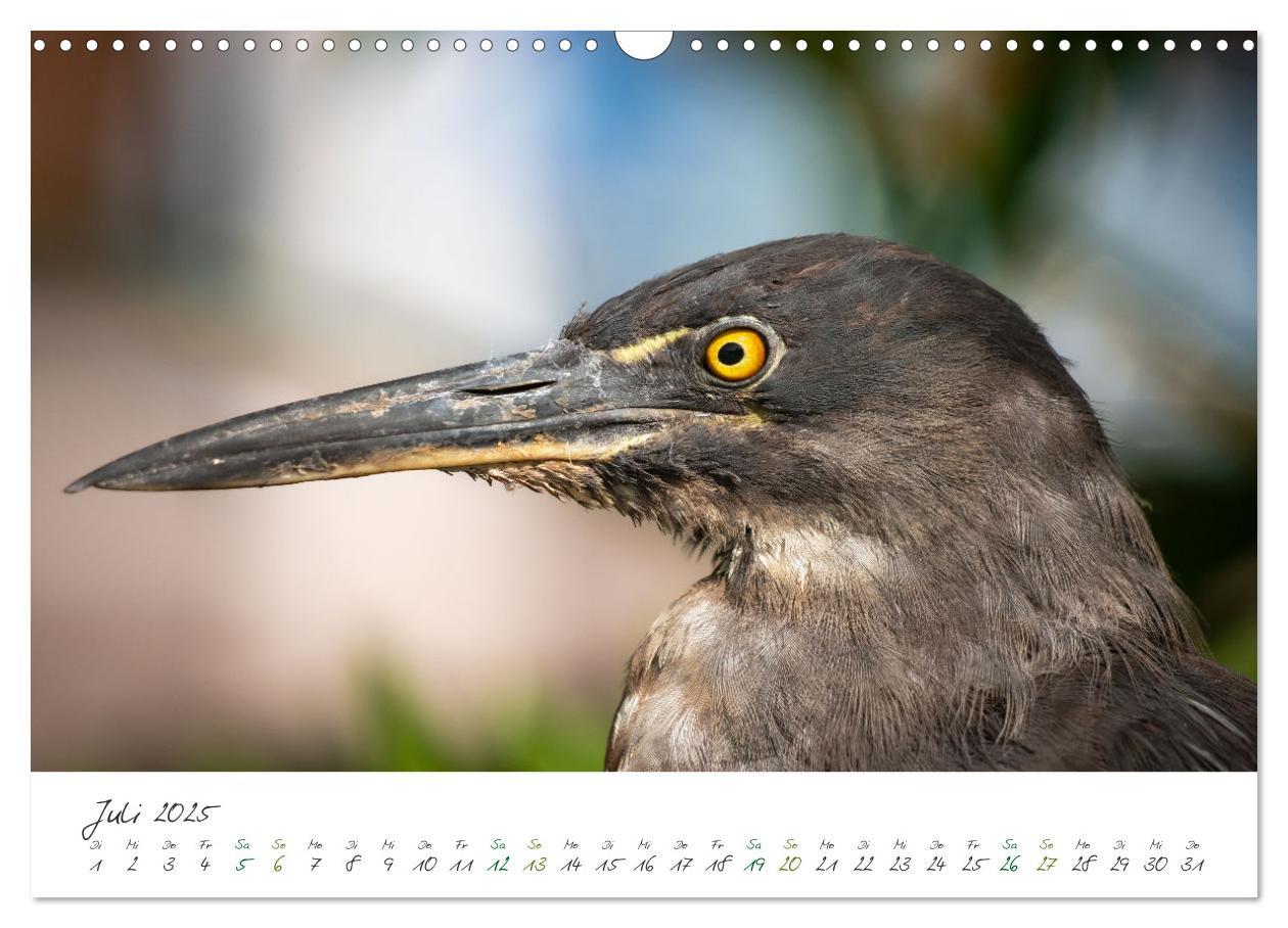 Bild: 9783383882302 | Wildes Galapagos - Die Tiere der Galapagos Inseln (Wandkalender...