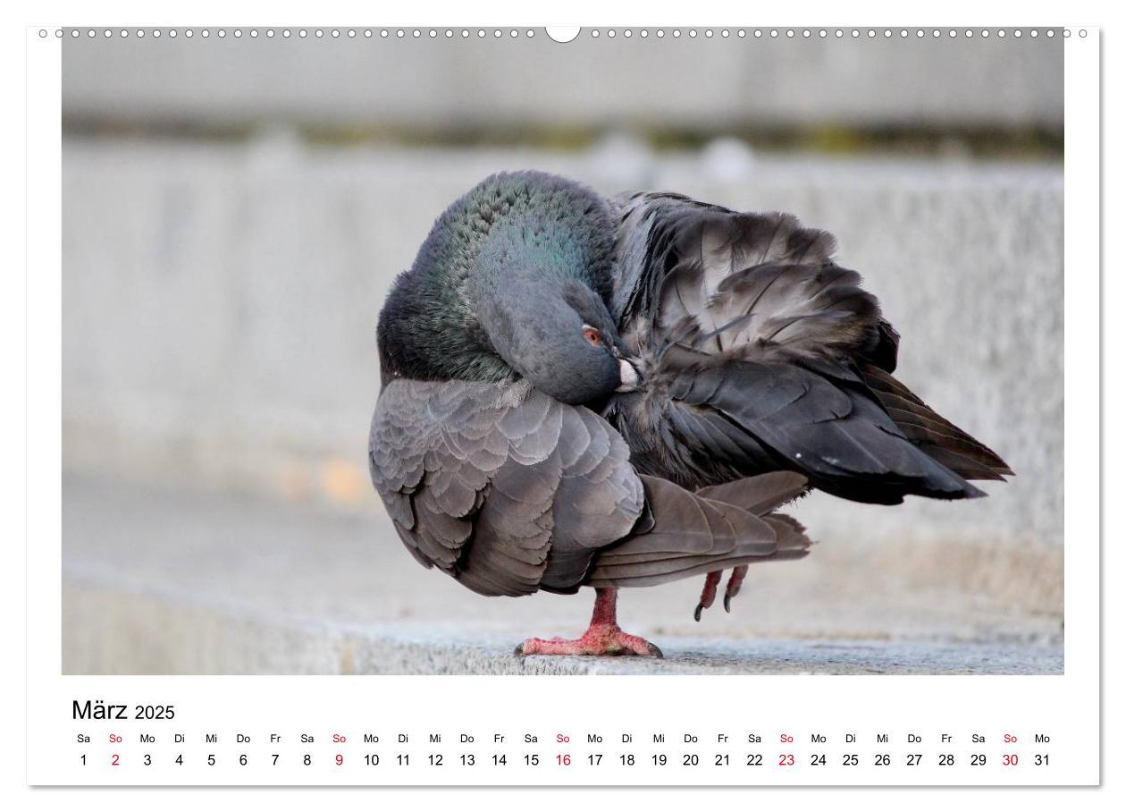 Bild: 9783435755899 | Geliebte Tauben (Wandkalender 2025 DIN A2 quer), CALVENDO...