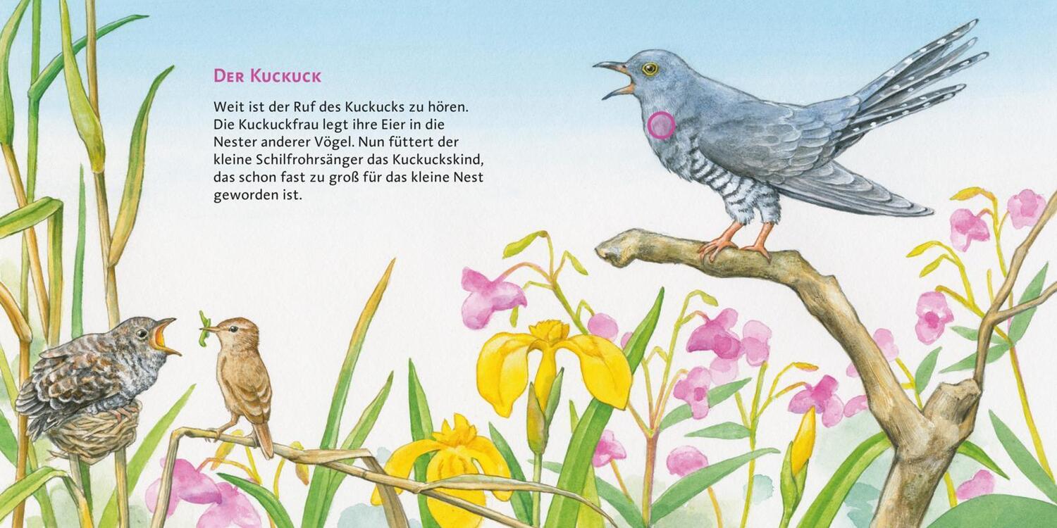 Bild: 9783551250087 | Hör mal (Soundbuch): Unsere Vögel | Anne Möller | Buch | 14 S. | 2011