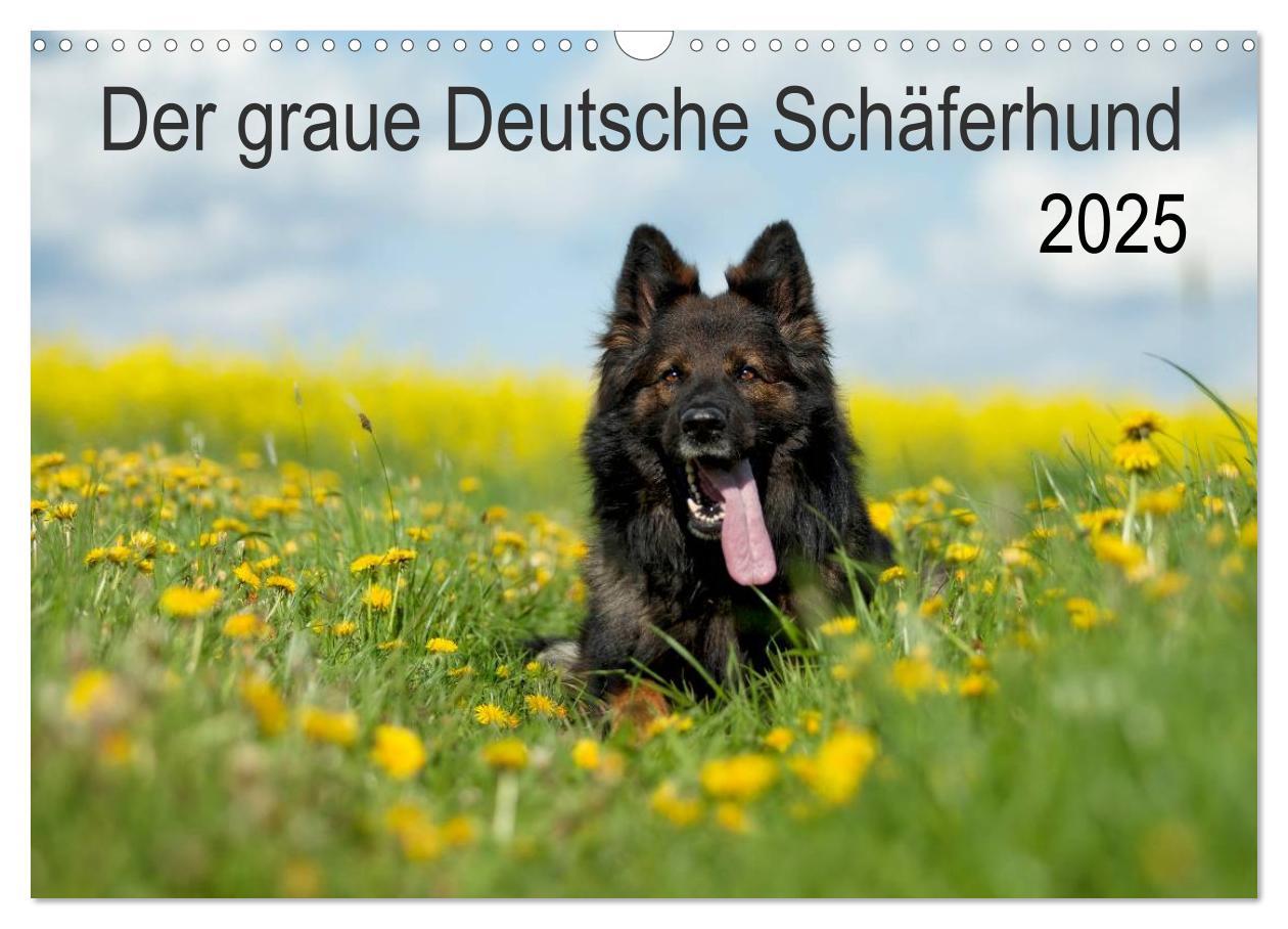 Cover: 9783435713554 | Der graue Deutsche Schäferhund (Wandkalender 2025 DIN A3 quer),...