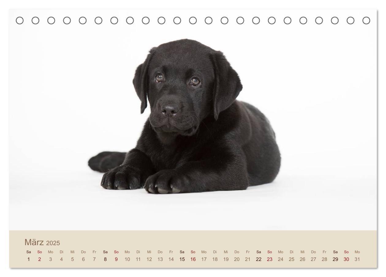 Bild: 9783435723805 | Labrador Retriever (Tischkalender 2025 DIN A5 quer), CALVENDO...