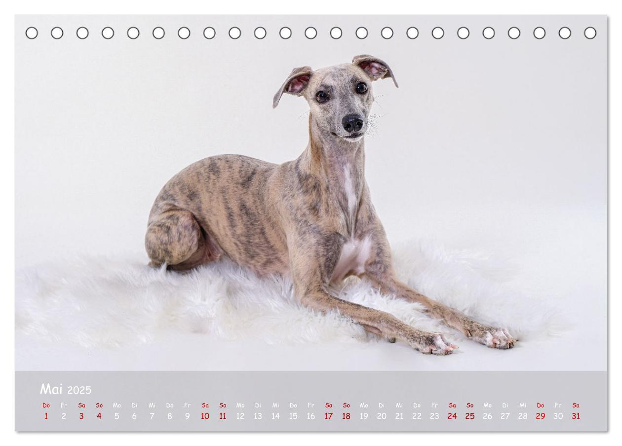 Bild: 9783383890536 | Whippets - Seelenhunde fürs Leben (Tischkalender 2025 DIN A5 quer),...