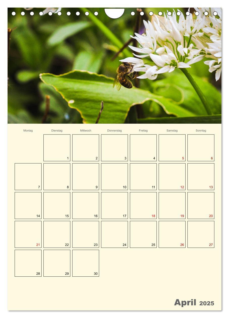 Bild: 9783435958023 | Bienen im Naturgarten (Wandkalender 2025 DIN A4 hoch), CALVENDO...