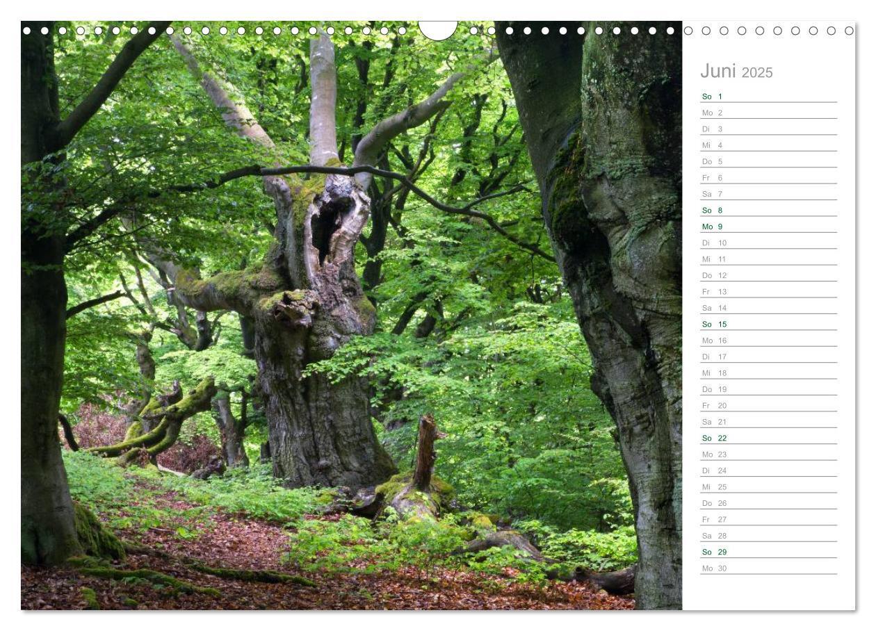 Bild: 9783435542369 | Im Deutschen Wald 2025 - ein Notizkalender (Wandkalender 2025 DIN...